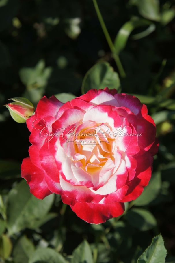 Роза Double Delight (Дабл Дилайт) — фото 9