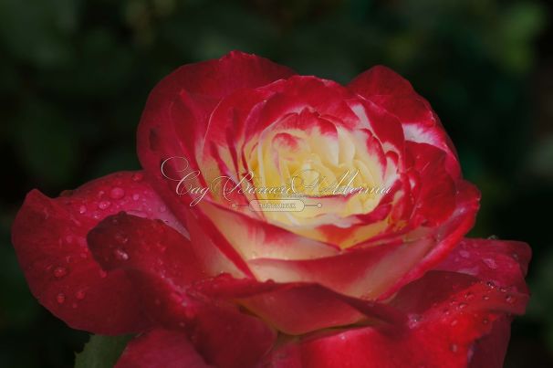 Роза Double Delight (Дабл Дилайт) — фото 10