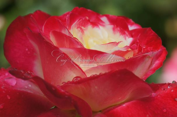 Роза Double Delight (Дабл Дилайт) — фото 11