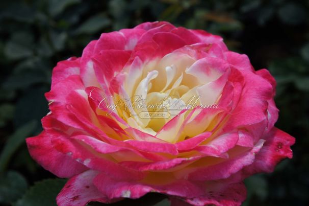 Роза Double Delight (Дабл Дилайт) — фото 13