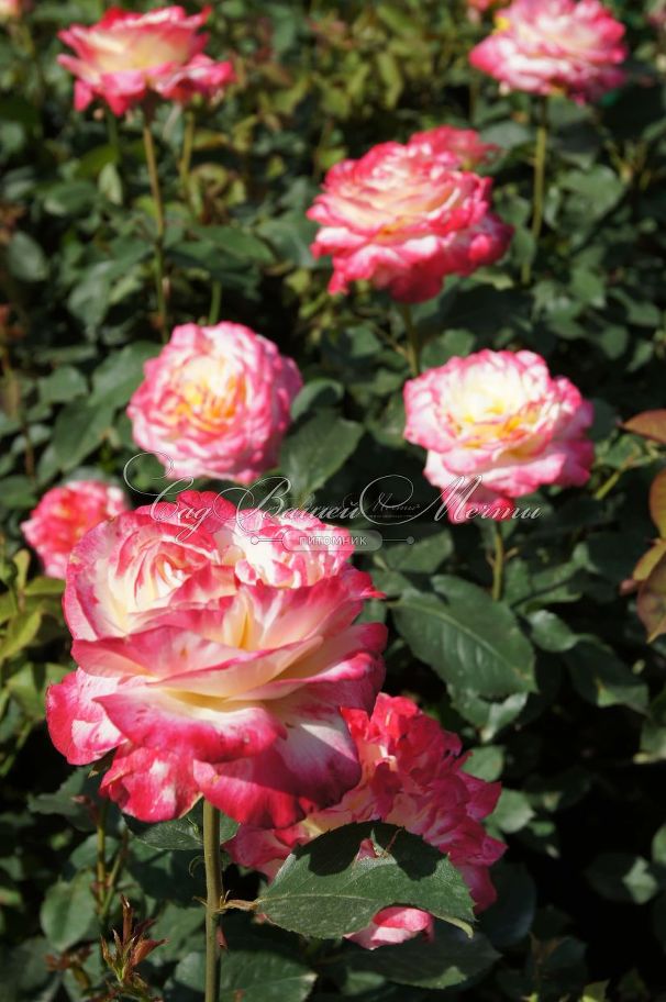 Роза Double Delight (Дабл Дилайт) — фото 16