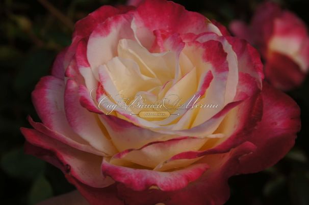 Роза Double Delight (Дабл Дилайт) — фото 18