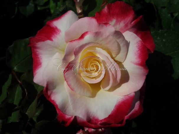 Роза Double Delight (Дабл Дилайт) — фото 20
