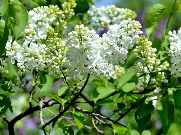 Сирень "Агидель" / Syringa vulgaris "Agidel" — фото 2