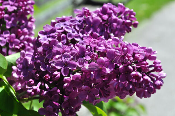 Сирень "Азенкур бьюти" / Syringa vulgaris "Agincourt Beauty" — фото 2