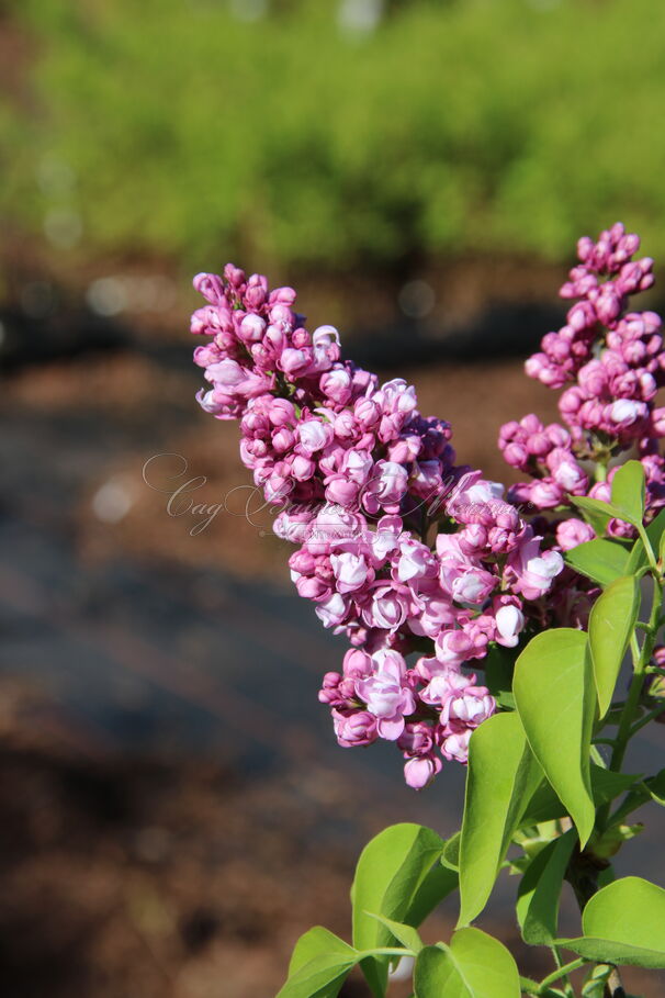 Сирень "Айгуль" / Syringa vulgaris "Aigul" — фото 2