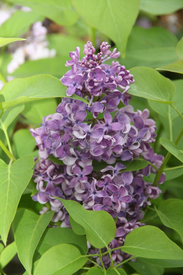 Сирень "Алексей Маресьев" / Syringa vulgaris "Alexey Maresjew" — фото 2