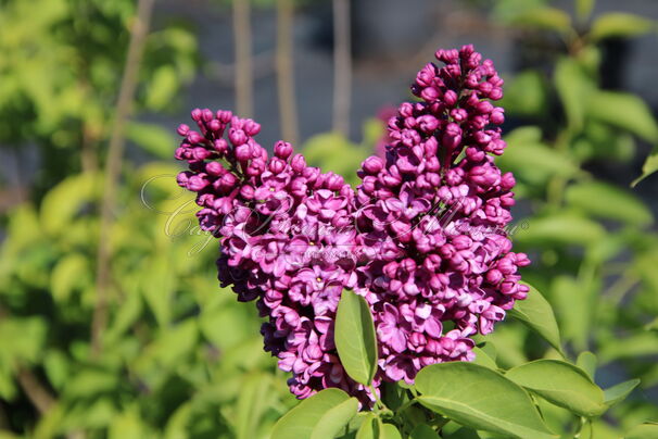 Сирень "Алеша" / Syringa vulgaris "Alesha" — фото 3