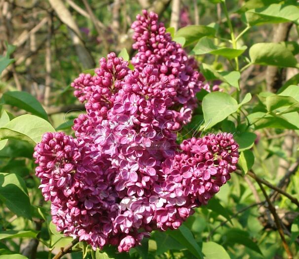 Сирень "Алеша" / Syringa vulgaris "Alesha" — фото 4