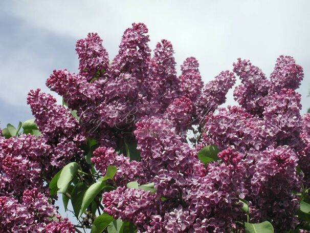 Сирень "Алеша" / Syringa vulgaris "Alesha" — фото 5