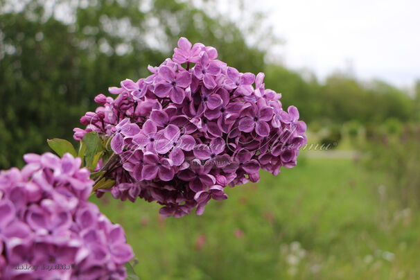 Сирень "Алилуйя" / Syringa vulgaris "Hallelujah" — фото 2