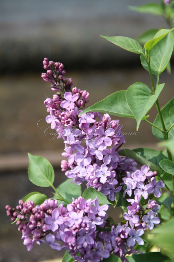 Сирень "Аметист II" / Syringa vulgaris "Ametist II" — фото 2