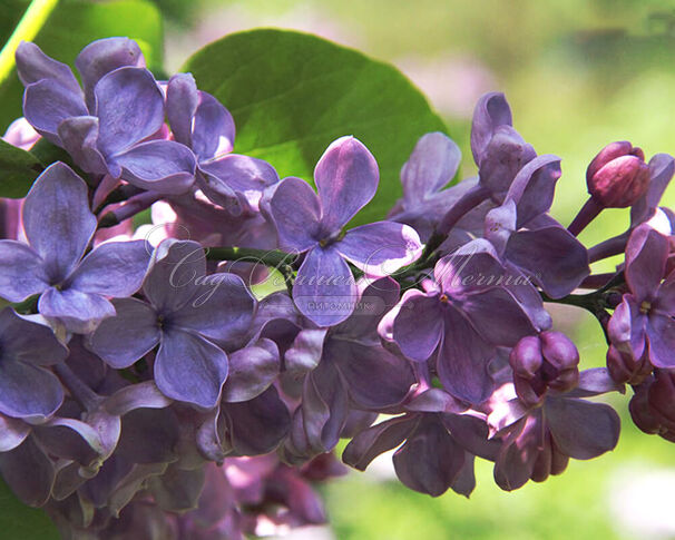 Сирень "Аметист II" / Syringa vulgaris "Ametist II" — фото 3