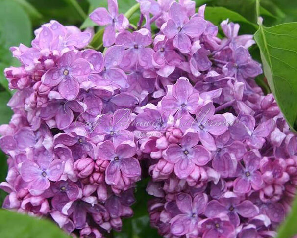 Сирень "Аметист II" / Syringa vulgaris "Ametist II" — фото 4