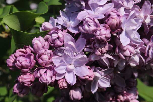 Сирень "Андрюша Громов" / Syringa vulgaris "Andrysha Gromov" — фото 2