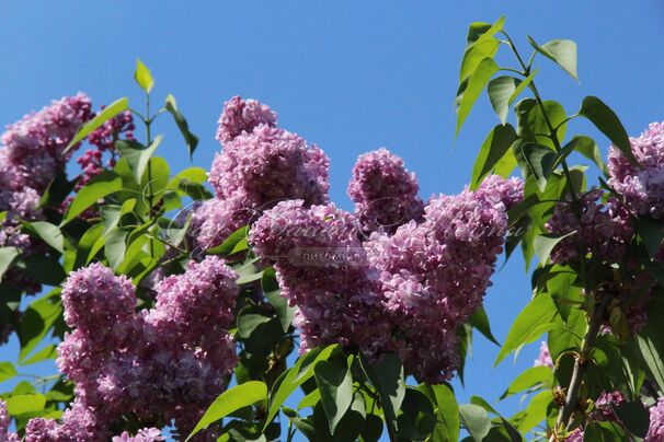 Сирень "Андрюша Громов" / Syringa vulgaris "Andrysha Gromov" — фото 3