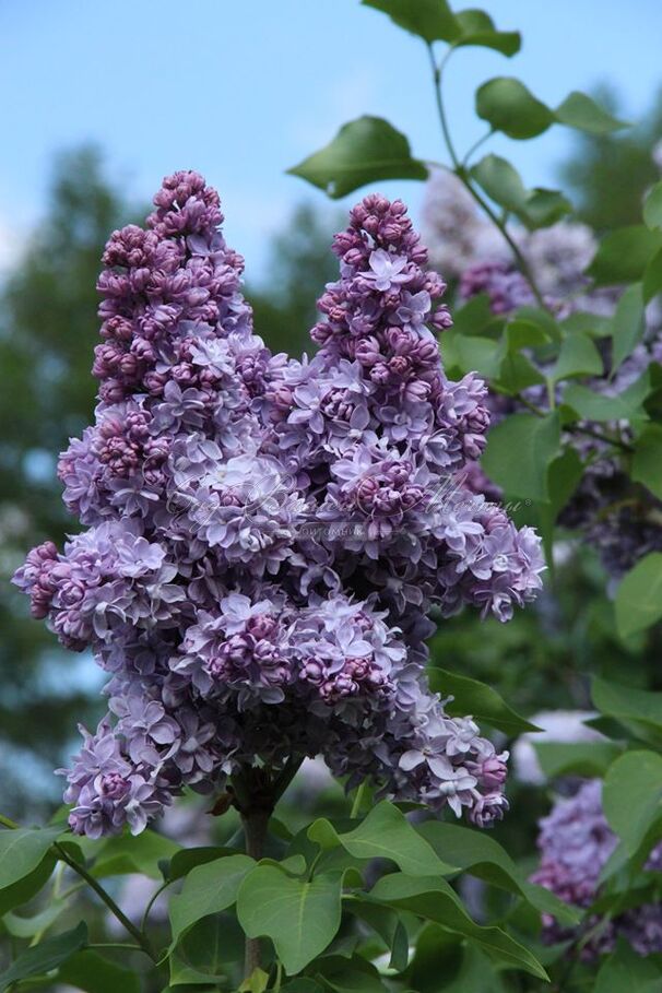 Сирень "Андрюша Громов" / Syringa vulgaris "Andrysha Gromov" — фото 4