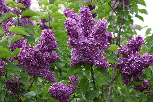 Сирень "Анн Шиач" / Syringa vulgaris "Anne Shiach" — фото 2