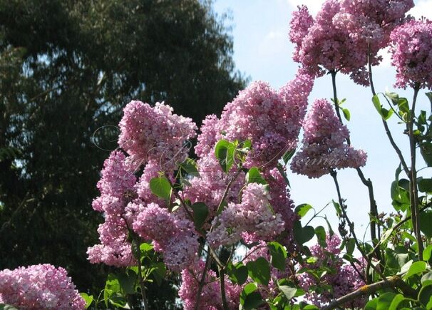 Сирень "Анна Никлс" / Syringa vulgaris "Anna Nickles" — фото 2