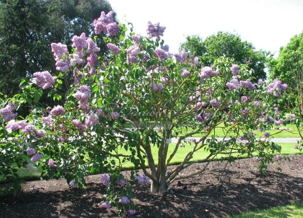 Сирень "Анна Никлс" / Syringa vulgaris "Anna Nickles" — фото 3