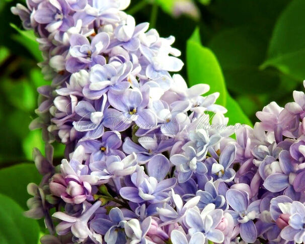 Сирень "Анри Мартен" / Syringa vulgaris "Henri Martin" — фото 2