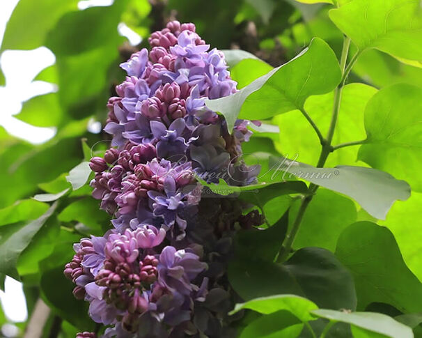 Сирень "Анри Робер" / Syringa vulgaris "Henri Robert" — фото 2