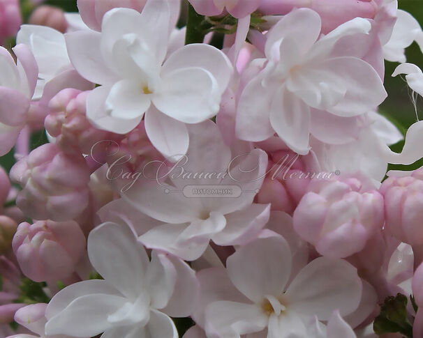 Сирень "Антонина Мельник" / Syringa vulgaris "Antonina Mel'nik" — фото 2