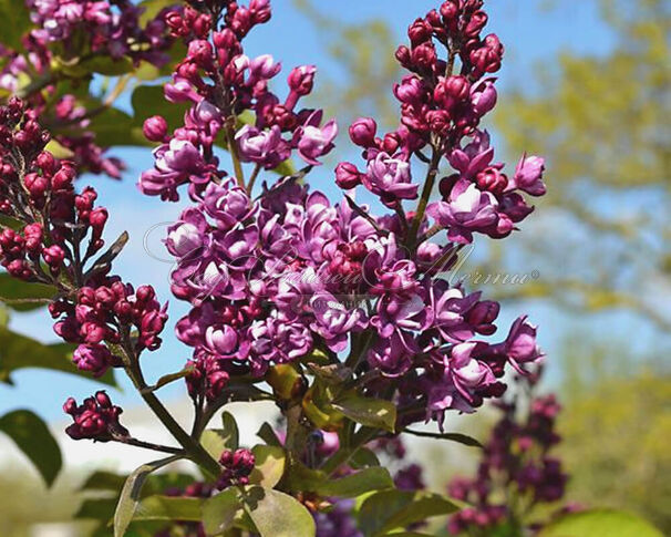 Сирень "Артур Вильям Пол" / Syringa vulgaris "Arthur William Paul" — фото 2