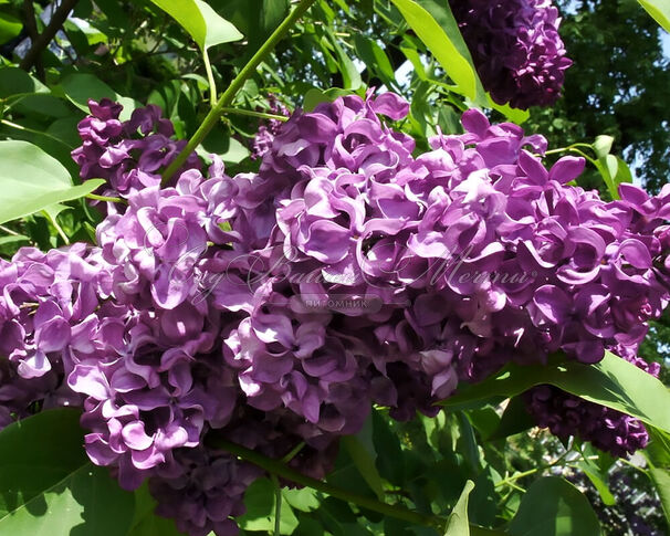 Сирень "Байконур" / Syringa vulgaris "Baykonur" — фото 2