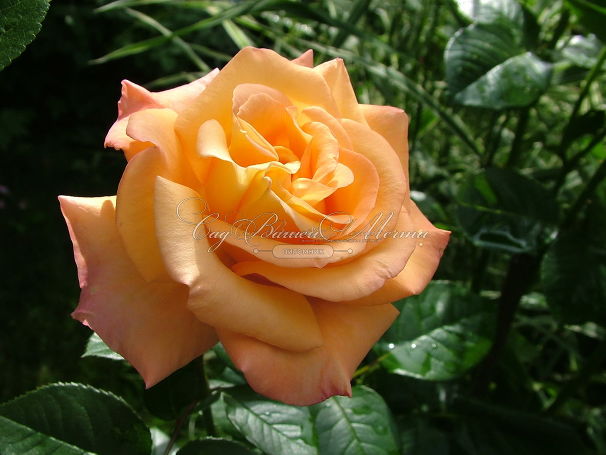 Роза Australian gold (Австралиан голд) — фото 2
