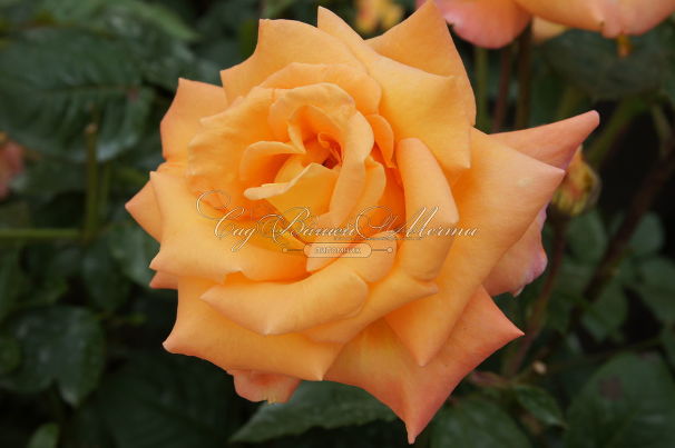 Роза Australian gold (Австралиан голд) — фото 3