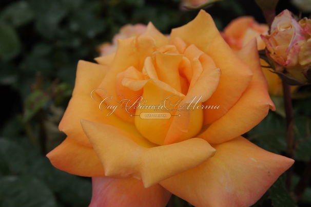 Роза Australian gold (Австралиан голд) — фото 4