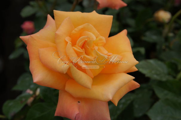 Роза Australian gold (Австралиан голд) — фото 7