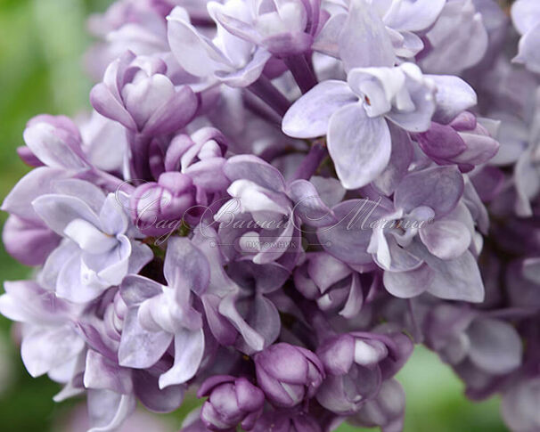 Сирень "Век" / Syringa vulgaris "Vek" — фото 2