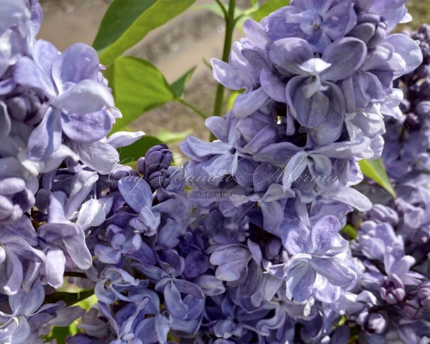 Сирень "Великая Победа" / Syringa vulgaris "Velikaya Pobeda" — фото 2