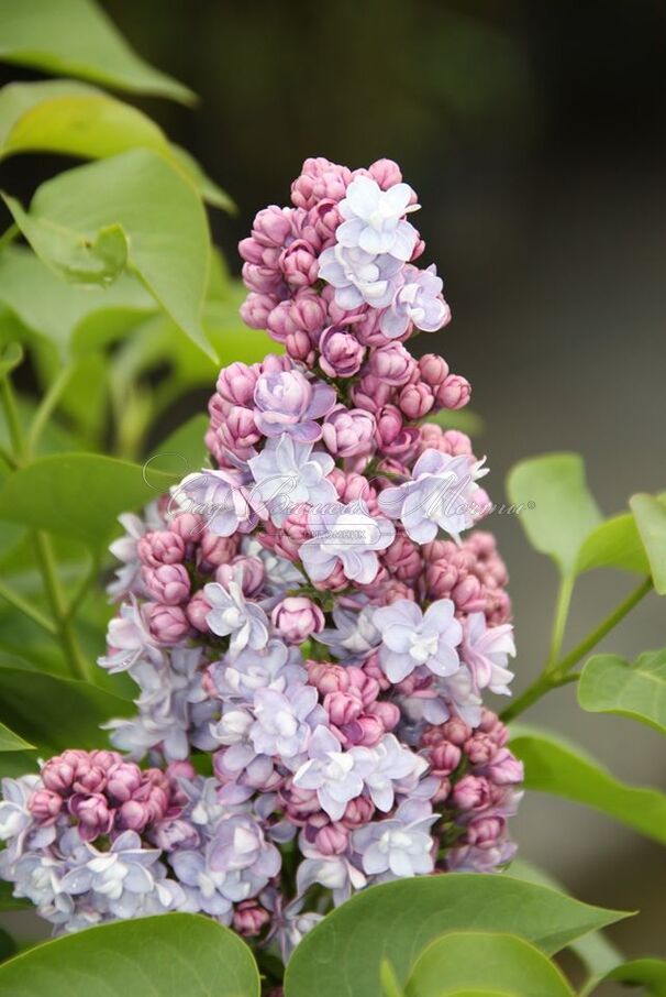 Сирень "Виктор Лемуан" / Syringa vulgaris "Victor Lemoine" — фото 2