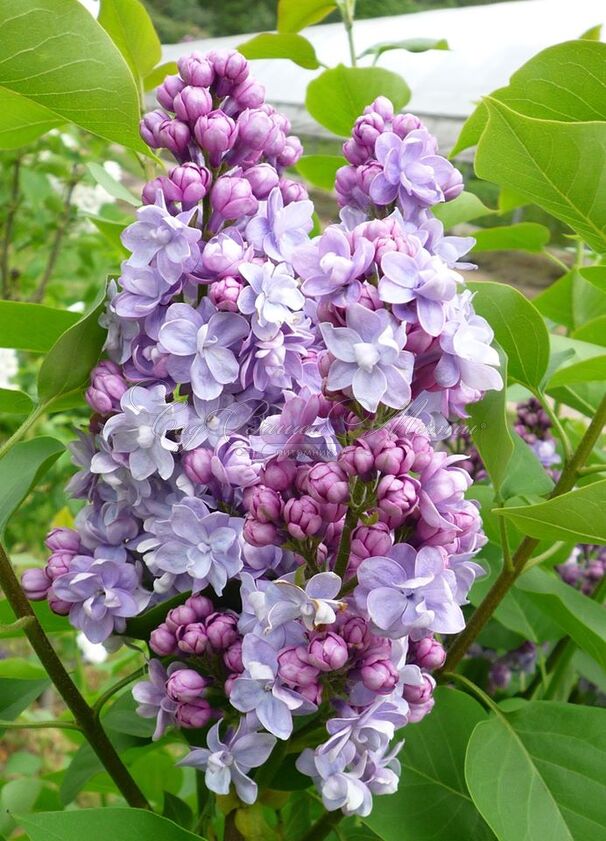 Сирень "Виктор Лемуан" / Syringa vulgaris "Victor Lemoine" — фото 3