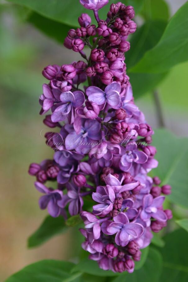 Сирень "Виолетта" / Syringa vulgaris "Violetta" — фото 3