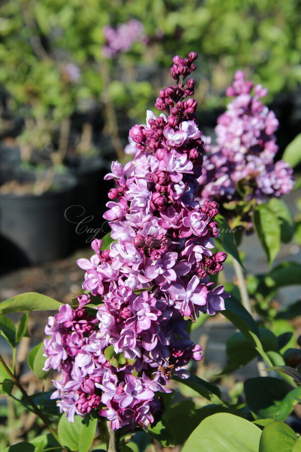 Сирень "Виолетта" / Syringa vulgaris "Violetta" — фото 4