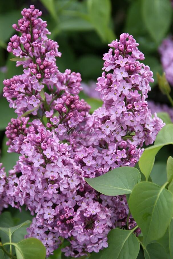 Сирень "Вирджиния Беккер" / Syringa vulgaris "Virginia Becker' — фото 2