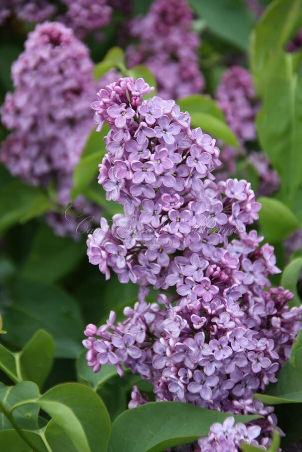 Сирень "Вирджиния Беккер" / Syringa vulgaris "Virginia Becker' — фото 3