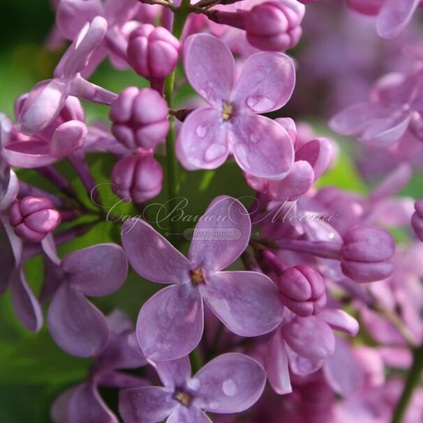 Сирень "Вирджиния Беккер" / Syringa vulgaris "Virginia Becker' — фото 4