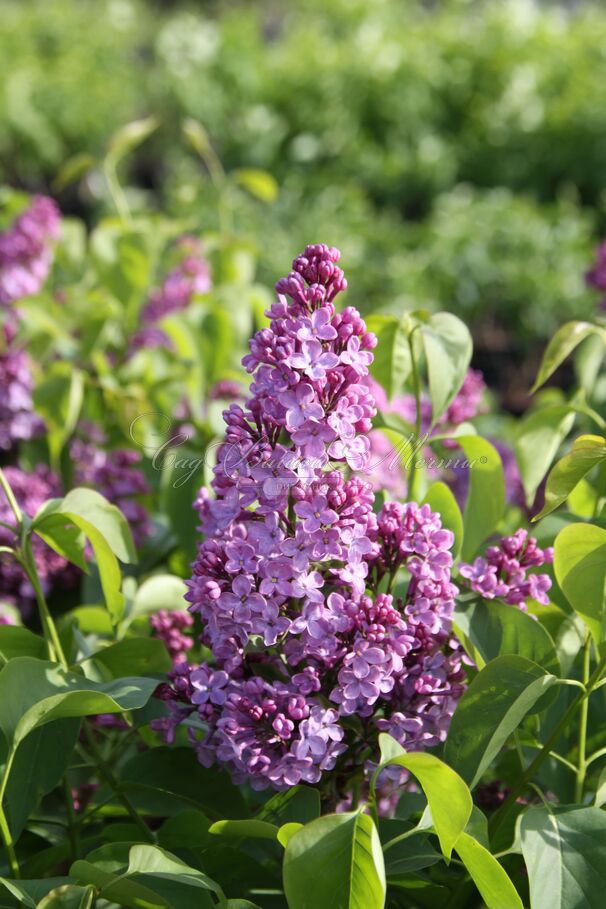 Сирень "Вирджиния Беккер" / Syringa vulgaris "Virginia Becker' — фото 5