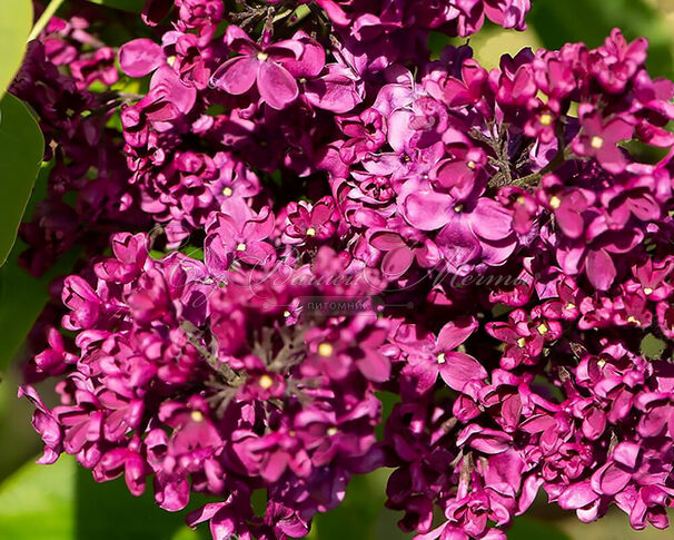 Сирень "Вулкан" / Syringa vulgaris "Volcan" — фото 2