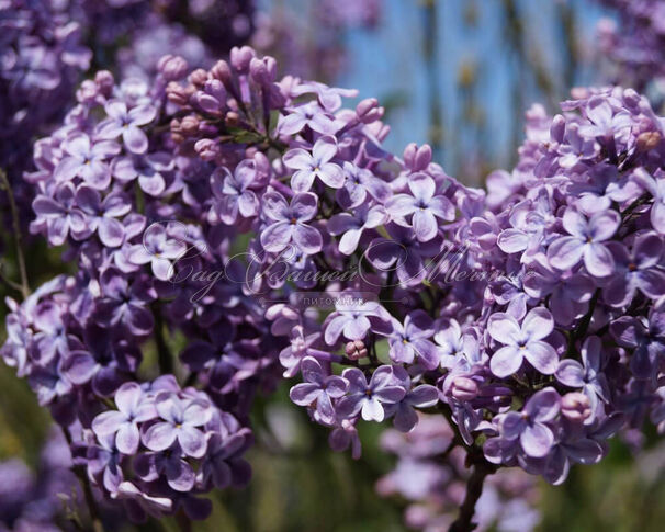 Сирень "Г.Дж. Баардсе" / Syringa vulgaris "G.J. Baardse" — фото 2