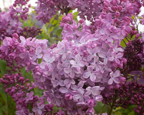 Сирень "Гианцинтенфлидер" / Syringa vulgaris "Hyazinthenflieder" — фото 2