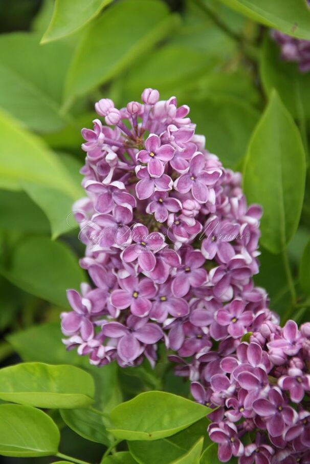 Сирень "Дарк костер" / Syringa vulgaris "Dark Koster" — фото 2