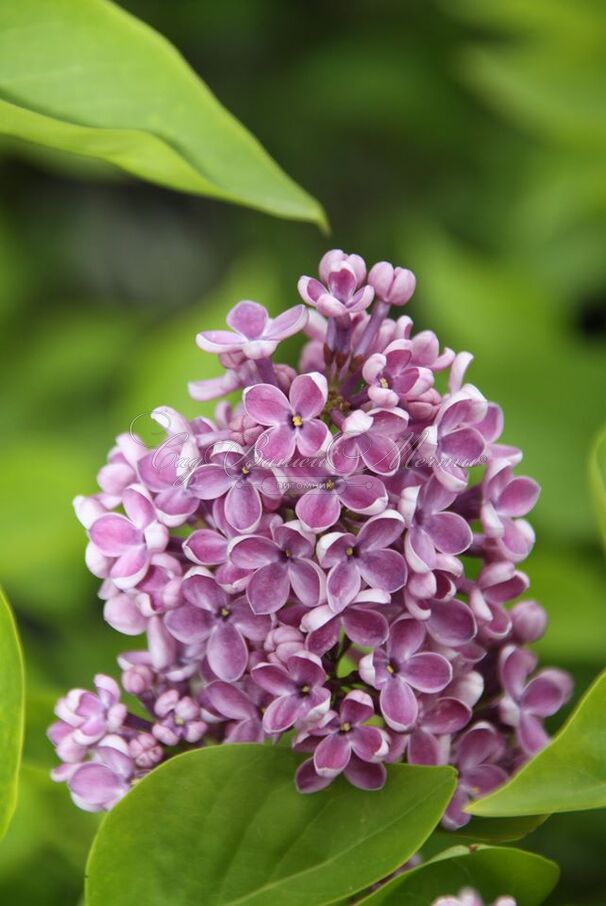 Сирень "Дарк костер" / Syringa vulgaris "Dark Koster" — фото 3