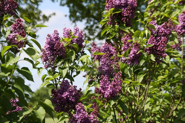 Сирень "Дарк костер" / Syringa vulgaris "Dark Koster" — фото 4