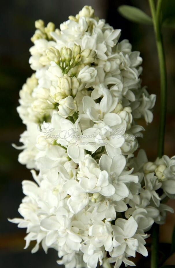 Сирень "Жанна д'Арк" / Syringa vulgaris "Jeanne d'Arc" — фото 2